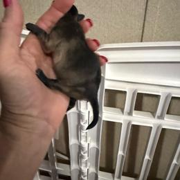 Fred - Chocolate brindled fawn male Chihuahua puppy in Dime Box, Texas from Color Me Crazy Chihuahuas
