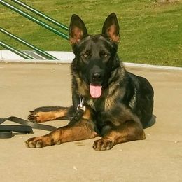 Galahad - German Shepherd