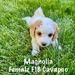 Magnolia - Blenheim Cavapoo puppy in South Jordan, Utah from Meadowlark Doodles