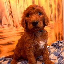 Green collar - Red  male Poodle puppy in Snowflake, Arizona from Wellington Poodles