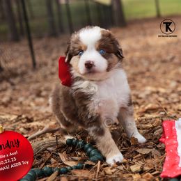 Landry - RMM - male Toy Australian Shepherd puppy in Nacogdoches, Texas from TK Standard, Mini, & Toy Aussies