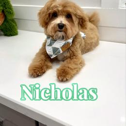 Nicholas - Apricot male Maltipoo puppy in Buford, Georgia from Petite Posh Puppies
