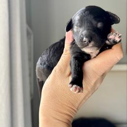 Bud - Black male Goldendoodle puppy in Gastonia, North Carolina from Crowders Creek Doodles