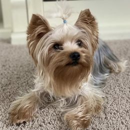 Harley - Yorkshire Terrier