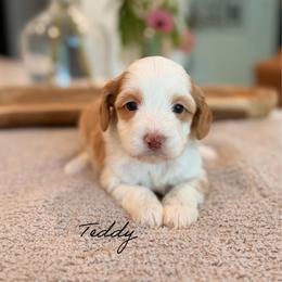 Teddy - Caramel male Australian Labradoodle puppy in Nashville, Tennessee from SF Australian Labradoodles