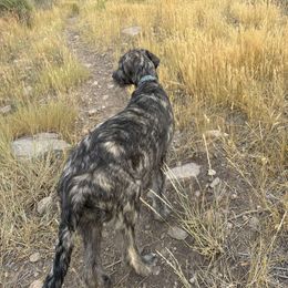 Boy 1 - Brindle male Irish Wolfhound puppy in Herriman, Utah from Hidden Hollow Wolfhounds