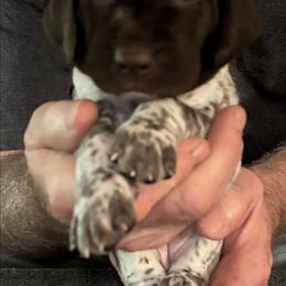Quinn - Liver roan female German Shorthaired Pointer puppy in Topeka, Kansas from Autumn Prairie Kennel