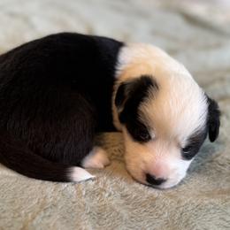 Girl 3 - Black and white female Cardigan Welsh Corgi puppy in Dade City, Florida from Red White & Bluie Corgi