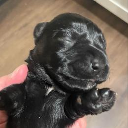 Elvis - Black male Miniature Schnauzer puppy in Interlachen, Florida from Pam's Schnauzers