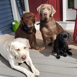 Dilute Retrievers and Labrador Retrievers from Burt Hill labs