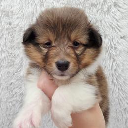Nova - Sable and white female Shetland Sheepdog puppy in Central City, Kentucky from Hope's Heart Shelties
