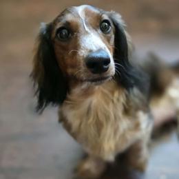 Sora - Dachshund