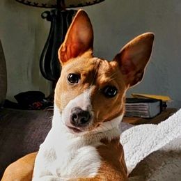 Meri - Rat Terrier