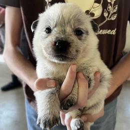 Boy 6 - Blue male Australian Cattle Dog puppy in Irvington, Kentucky from Dry Valley’s Australian Cattle Dogs