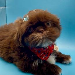 Beryl - white collar - Chocolate male Shih Tzu puppy in Clarksburg, West Virginia from Pilgrim Shih tzu