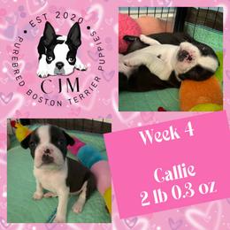 Callie - Black and white female Boston Terrier puppy in Jupiter, Florida from CJM Boston and Boxer Puppies