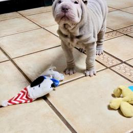 Chinese Shar-Pei Puppies from DCSHARPEI