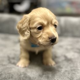 Blue collar - Cream male Dachshund puppy in Hensley, Arkansas from Fink Dachshund Farm - Central Arkansas