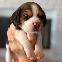 Ranger (green) - Black tan and white male Beagle puppy in Norco, California from Prairie Tail Beagles