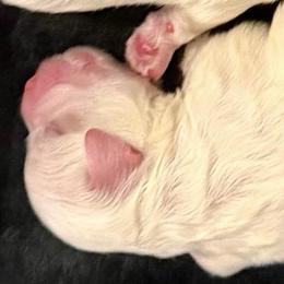 Snoopy - White and buff male Bichon Frise puppy in Lavon, Texas from Sissy’s Heavenly Paws