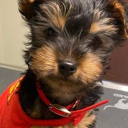 Yorkshire Terriers from Hartzell Yorkies
