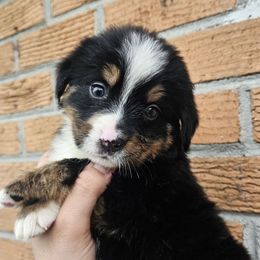 Grace - Tri-color female Bernese Mountain Dog puppy in Inman, South Carolina from Shadow Acres