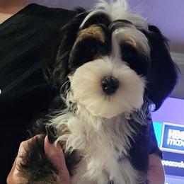 Boy 2 - Merle male Bernedoodle puppy in Schertz, Texas from Kat's Teddydoodles