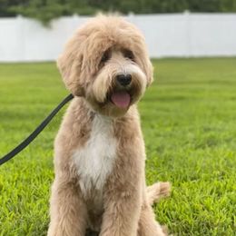 Piper - Australian Labradoodle