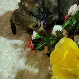 Dachshund Puppies from CLARK'S BREEDING PROGRAM