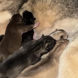 Black male - Black and white male Siberian Husky puppy in Doswell, Virginia from Shinko Siberians