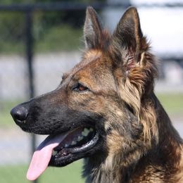 Zaliah - German Shepherd