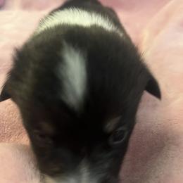 Pembroke Welsh Corgi Puppies from Simply loved corgis