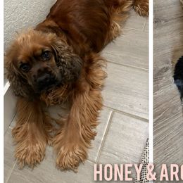 Cocker Spaniels and Yorkshire Terriers from Davidsons Littles