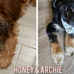 Cocker Spaniels and Yorkshire Terriers from Davidsons Littles