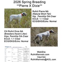 Braque du Bourbonnais puppies from Rufnit Kennels, LLC