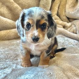 Lumière - Dapple male Dachshund puppy in Casper, Wyoming from Daisy's Doxies