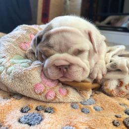 Hermoine - Fawn female Bulldog puppy in Tremonton, Utah from Snuggle Pups