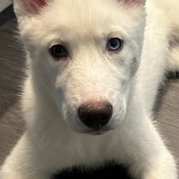 Girl 5 - White Siberian Husky puppy in New York from My Huskee House Kennel