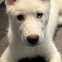 Girl 5 - White Siberian Husky puppy in New York from My Huskee House Kennel
