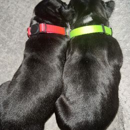 Boston Terrier Puppies from Lake Forest Bostons