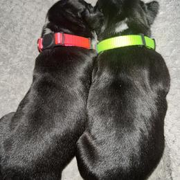Boston Terrier Puppies from Lake Forest Bostons