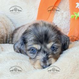 Mr. Blue-3800 - Dapple male Dachshund puppy in Sparr, Florida from From the Heart Doxies