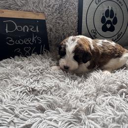 Donzi - Mahogany and white male Saint Berdoodle puppy in Traverse City, Michigan from Bare Paws Saint Berdoodles