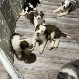 Old English Sheepdog, Poodle, and Sheepadoodle Puppies from Love Tallulah Sheepadoodles LLC