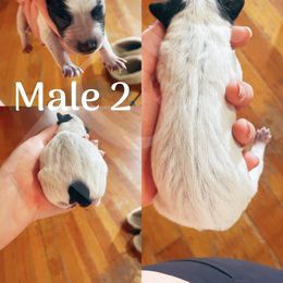 Australian Cattle Dog Puppies from Twisted C Heelers