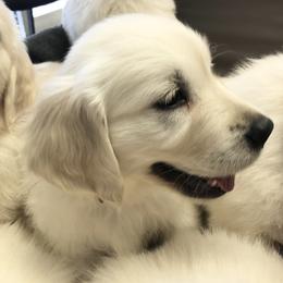 Golden Retriever Puppies from Brightside Goldens