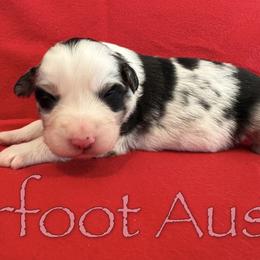Boy 1 - Blue merle male Australian Shepherd puppy in Lowell, Indiana from Bearfoot Aussies and Tollers