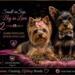 Yorkshire Terriers from Taylor Made Yorkies of Savannah