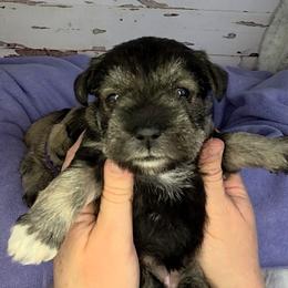 Blanche - Salt and pepper female Miniature Schnauzer puppy in Coarsegold, California from Halo Schnauzer