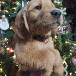 Golden Retriever Puppies from Ginger Snap Golden Retrievers